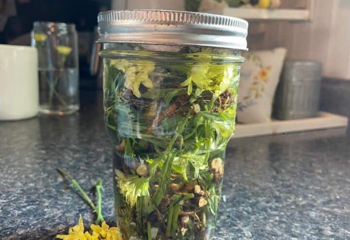 Dandelioni tincture in jar.