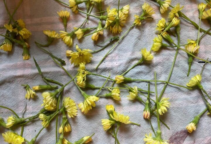 Dandelions drying on paper towels.