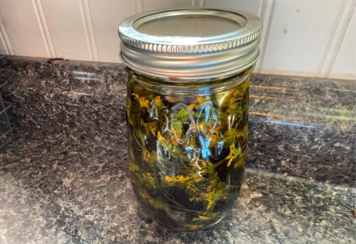 Dandelions soaking in oil.