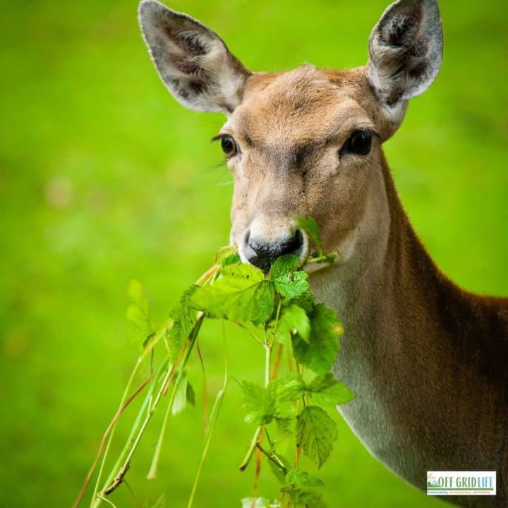 a white-tailed deer standing in a field and eating a mouthful of greens