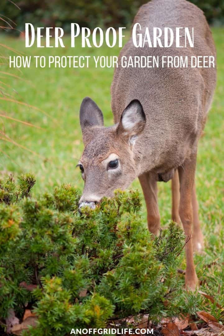 a pinterest image of a white-tailed doe deer eating from a shrub, text overlay "deer proof garden: how to protect your garden from deer"