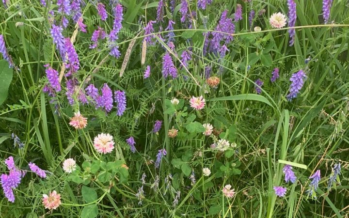 A field of wildflowers with purple blooms and scattered pink and white clover surrounded by green grasses.