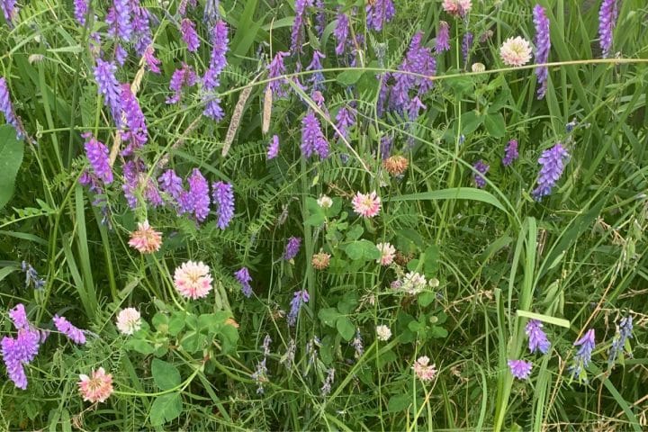 A field of wildflowers with purple blooms and scattered pink and white clover surrounded by green grasses.