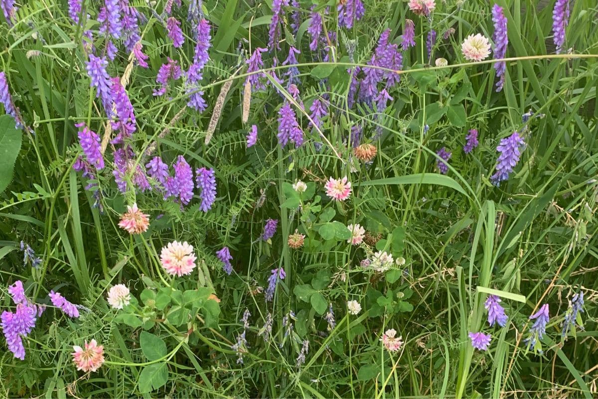 A field of wildflowers with purple blooms and scattered pink and white clover surrounded by green grasses.