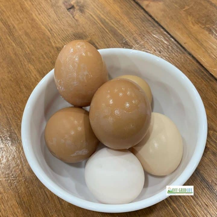 Eggs from our backyard chickens