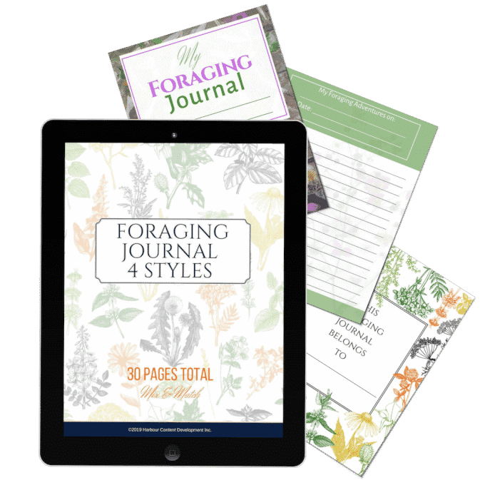 A digital tablet displays a foraging and wildcrafting journal cover, surrounded by three printed foraging journal pages featuring botanical illustrations.