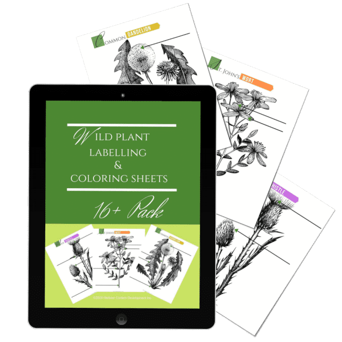 A tablet displays a cover page for a 16-pack wild plant labeling and coloring sheets, perfect for foraging and wildcrafting enthusiasts, with three sample black-and-white plant illustrations scattered behind it.