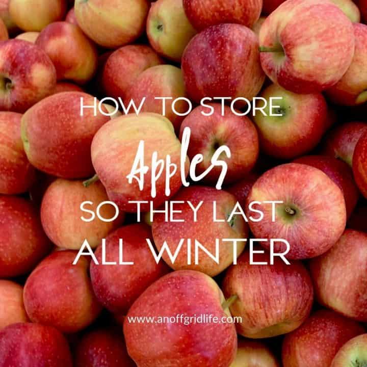 How to store apples so they last all winter text overlay on pic of red apples