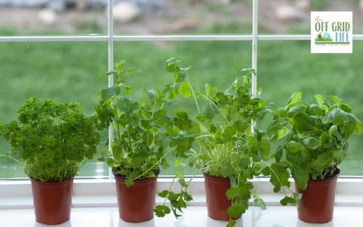 a picture of 4 small pots of green herbs on a white windowsill on a sunny day.