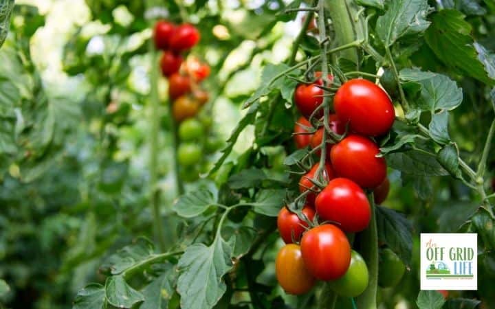a picture of a large vine of dark red tomatoes still on the plant