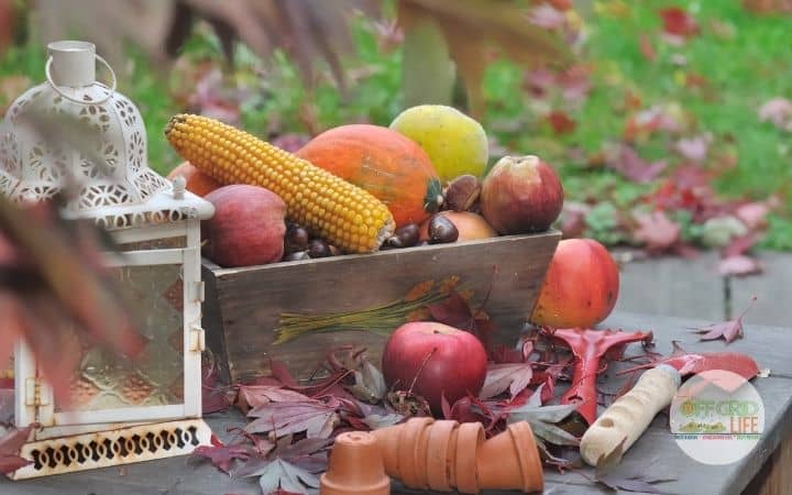 Wooden box on wooden table outdoors with corn, onions, squash, and other fall vegetables