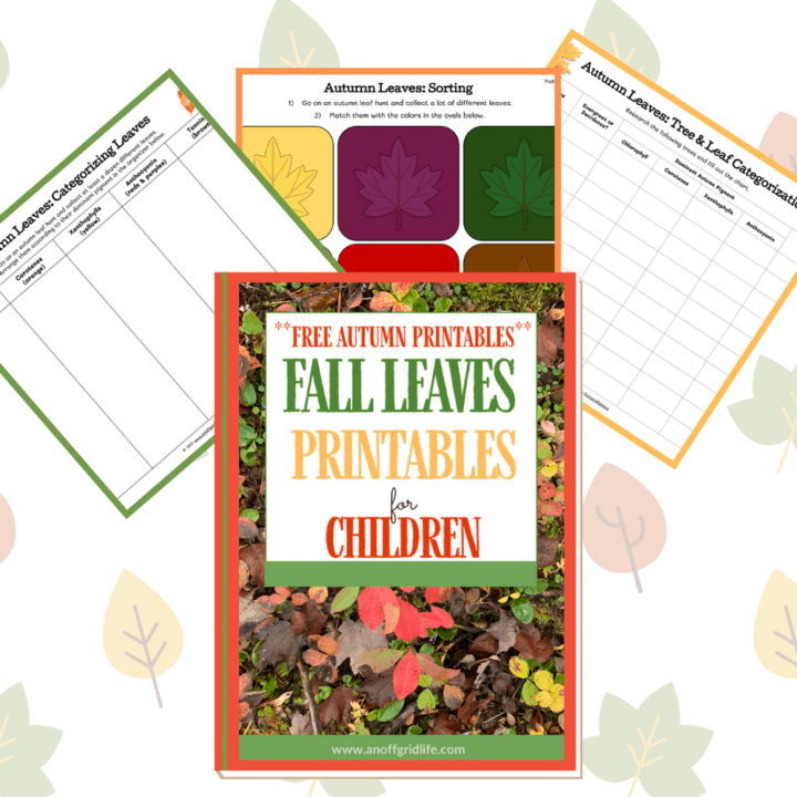 Looking for fall leaves printables and facts about leaves? Grab this free activity pack and unit study resources in your homeschool today!