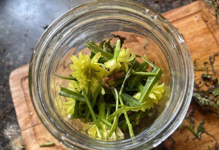 Dandelion flowers and stems in jars.