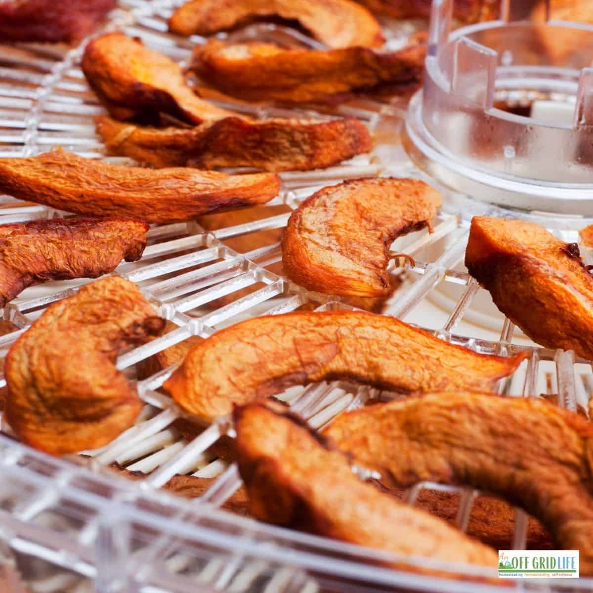 a picture of dehydrated food and apples on a dehydrating carousel