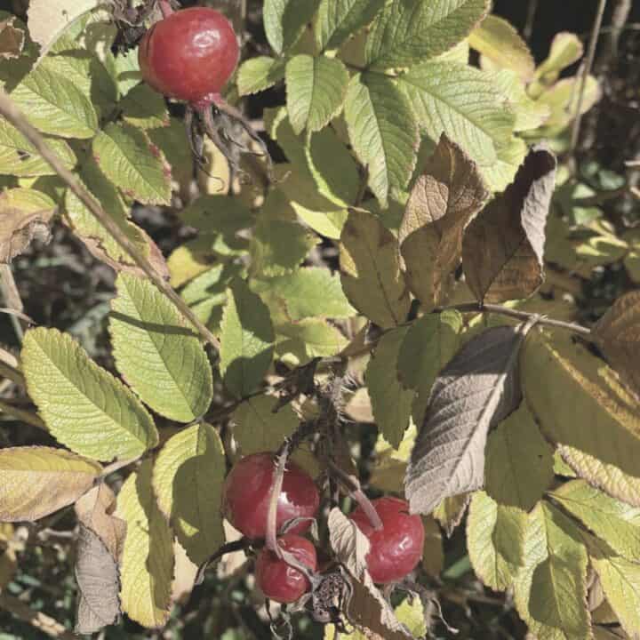 Foraged rosehips in winter after a frost - still on the bush