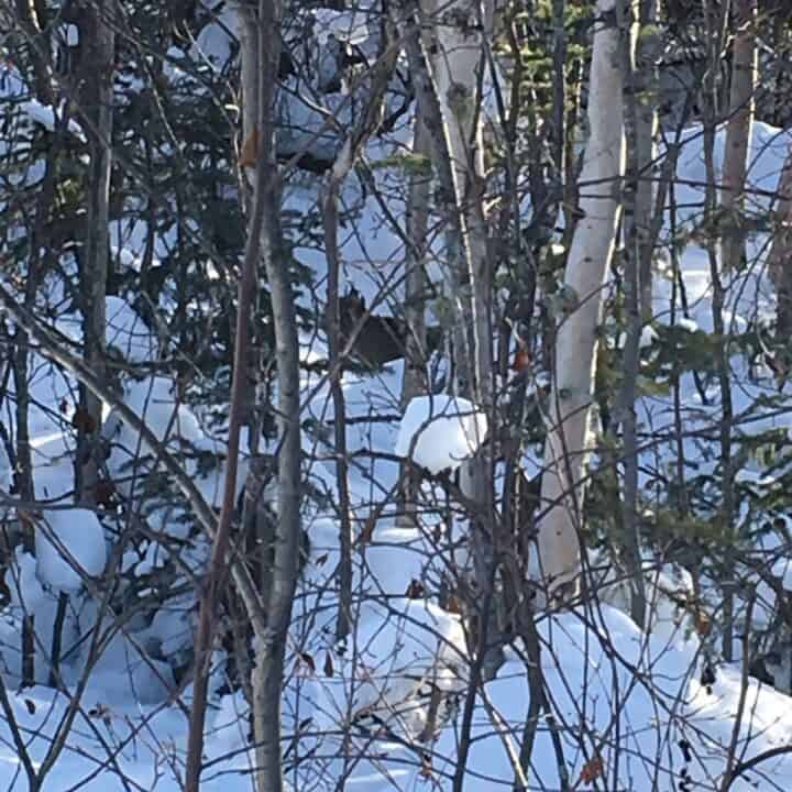 Forage tree bark in winter (see lynx in background_)