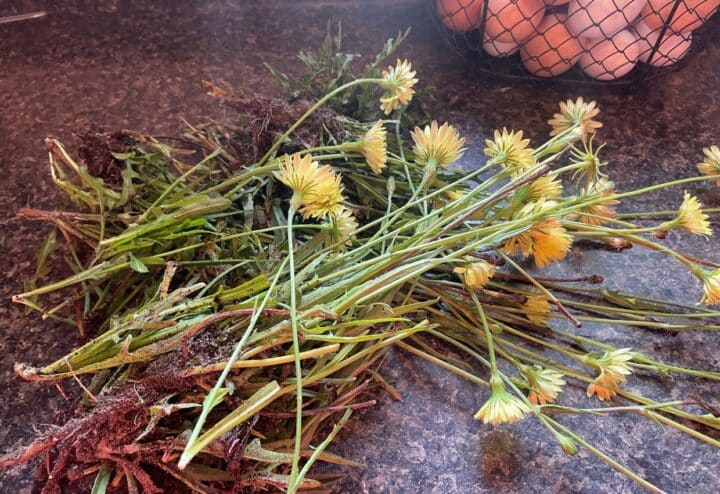 Foraged Dandelions