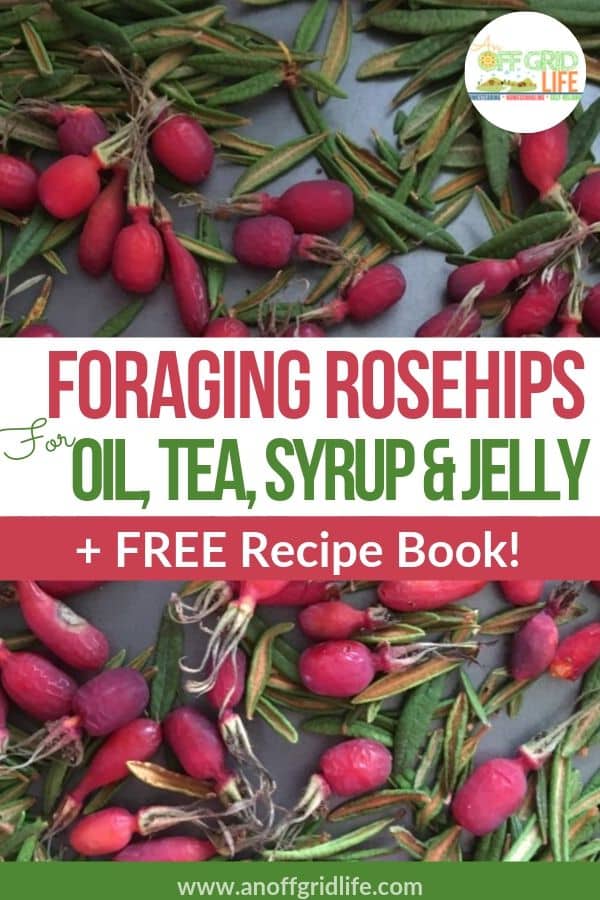 Text overlay Foraging Rosehips for Oil, Tea, Syrup & Jelly on image of fresh rosehips on a tray
