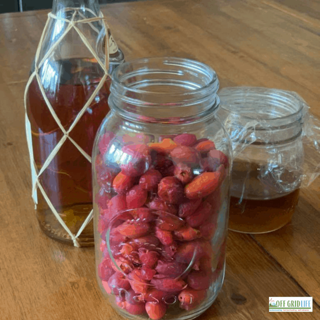 three mason jars of rosehips and rosehip oil