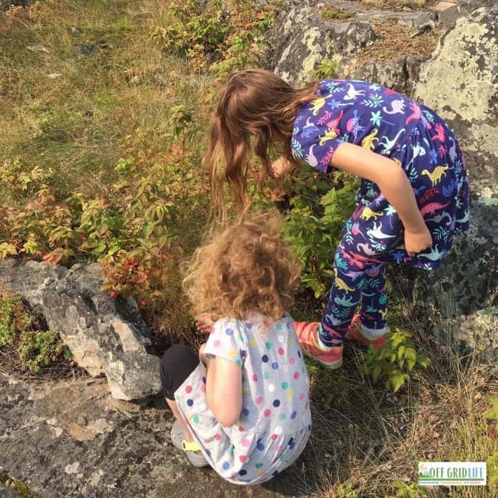 two young girls foraging from a wild plant