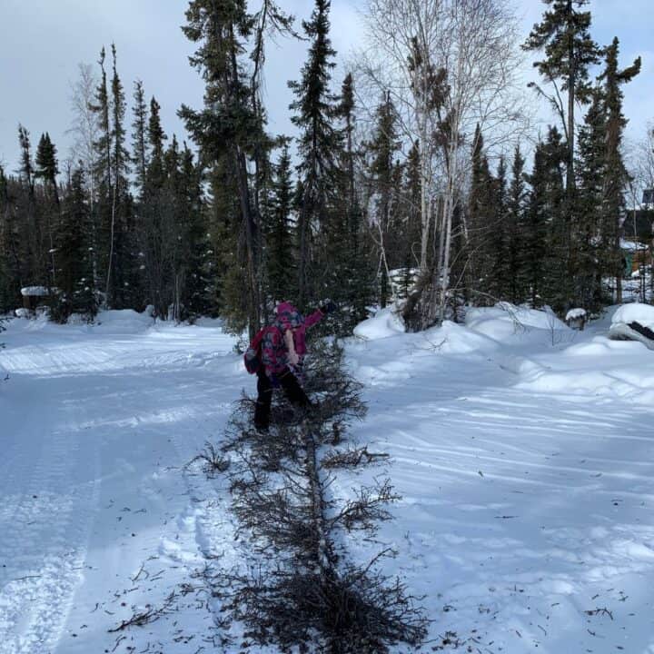 Foraging conifer tree needles from a downed tree in winter