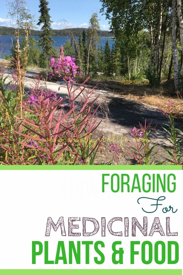 Foraging for medicinal plants around our cabin in Canada's subarctic yields at least 7 useful wild edibles and greens. #foraging #wildedibles #forage #offthegrid
