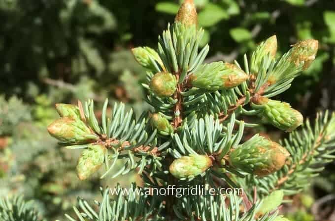 Foraging for Medicinal Plants #sprucetips #foragingformedicinalplants