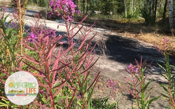 Fireweed growing in rocky area