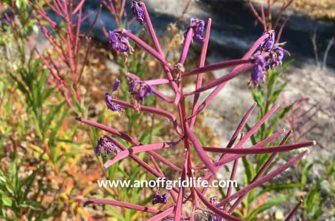 Foraging for Medicinal Plants #foragingforfireweed #medicinalplants #herbalremedies #northernforagingseries