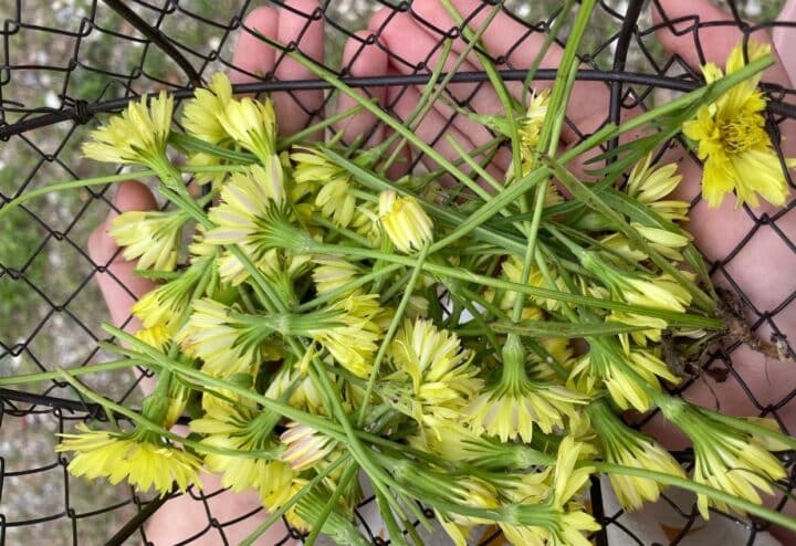 Fresh picked dandelions.