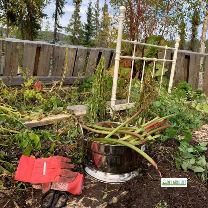Gardening gloves sitting in the garden beside a metal pot with fresh rhubarb, sweet peas in the background growing up an old bed frame