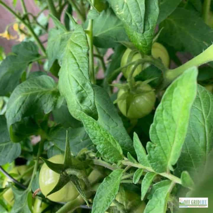 some green cherry tomatoes on a vine surrounded by green leaves