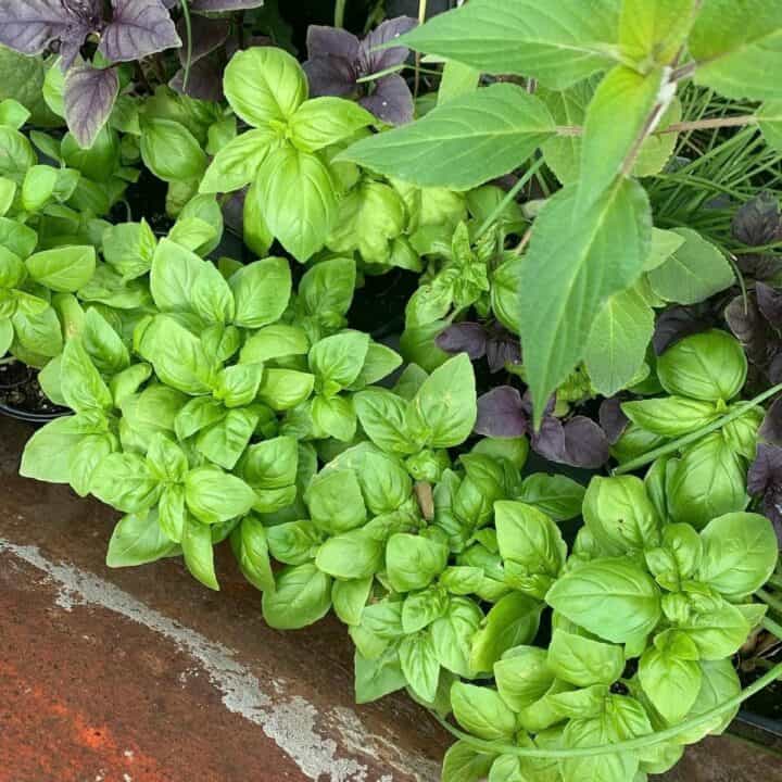 How to Garden Off the Grid