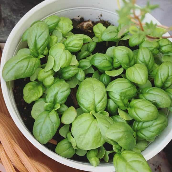 Basil growing in a pot