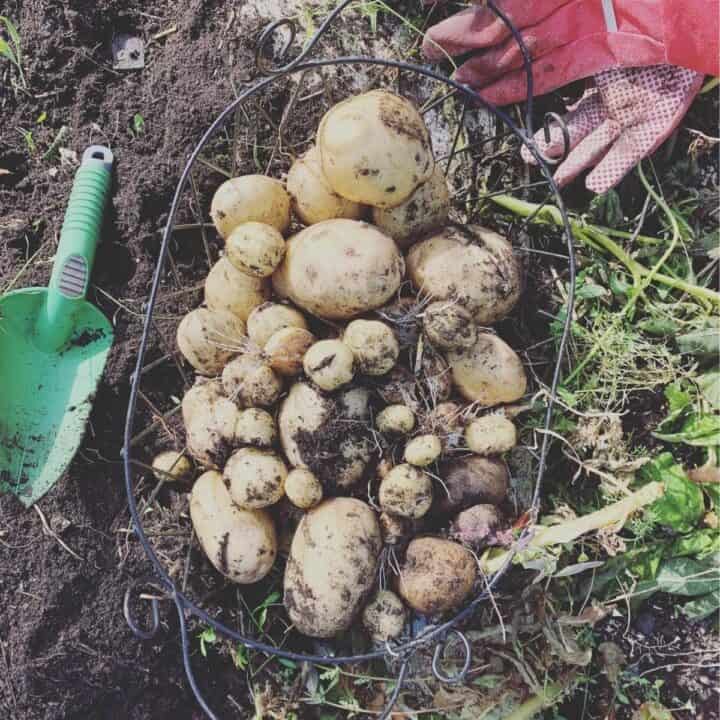 Freshly dug potatoes, garden gloves and green trowel in garden.