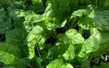 Gardening Off The Grid