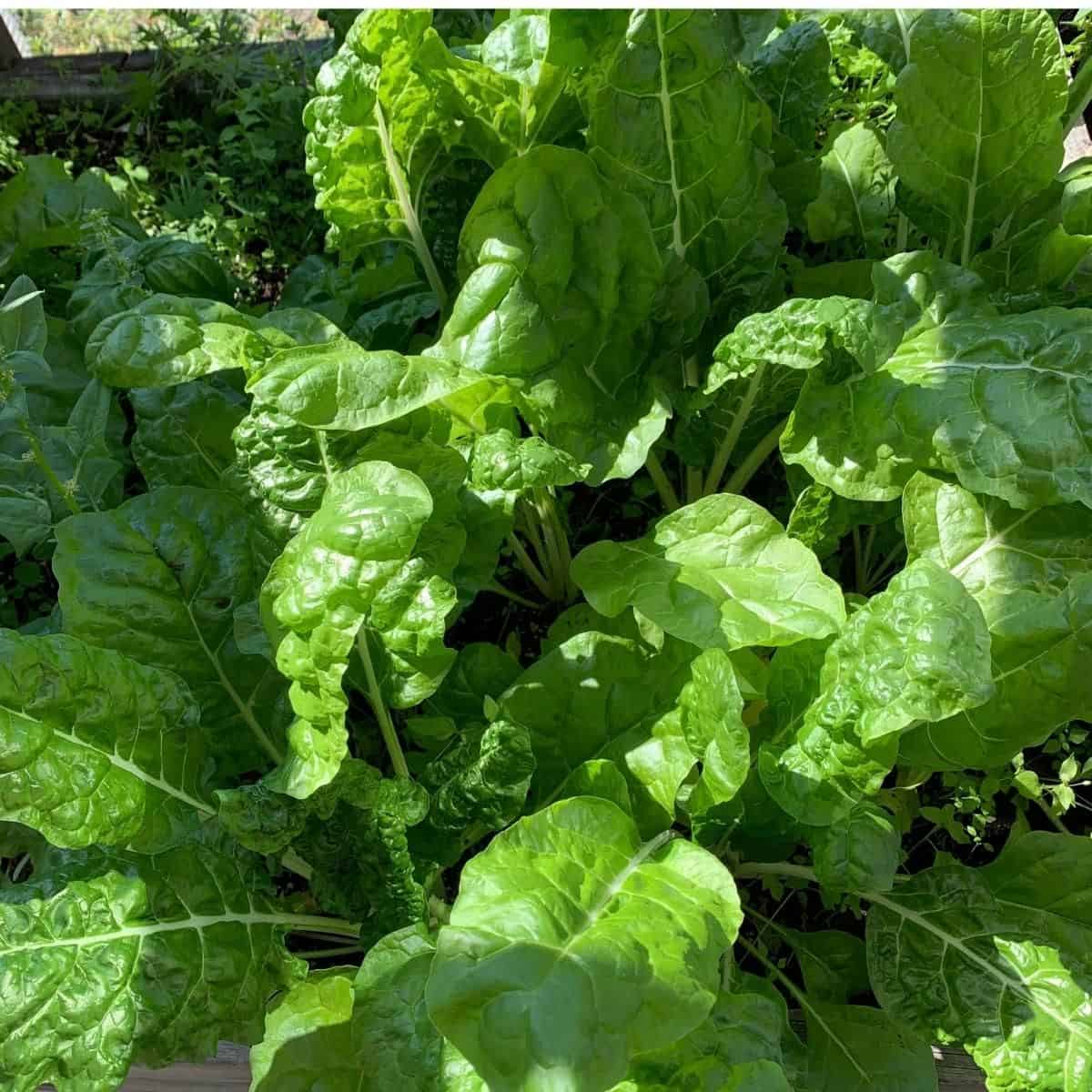 Gardening Off The Grid