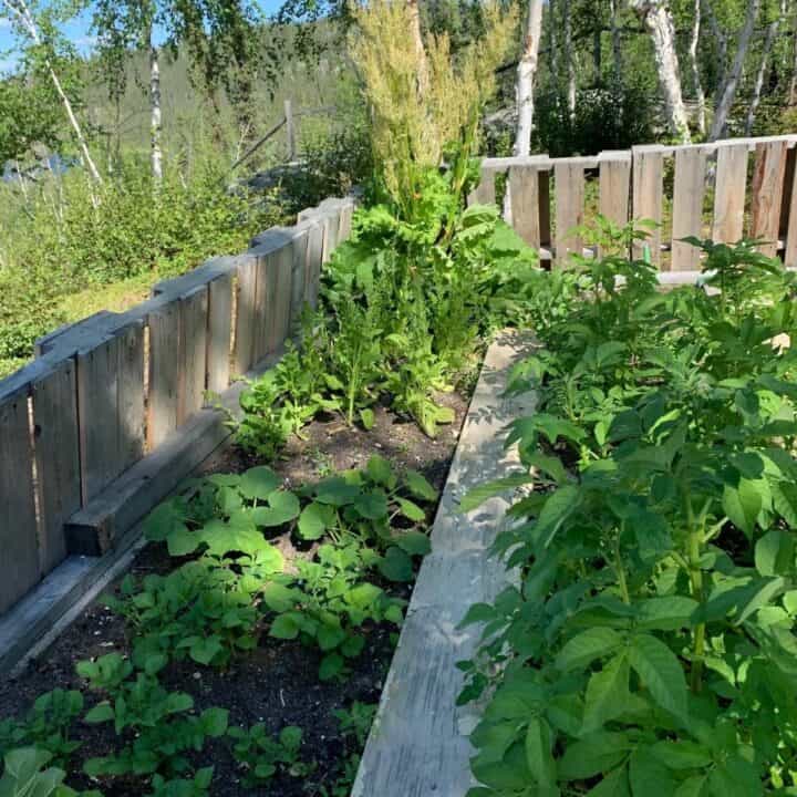 Off grid garden with raised beds and a pallet fence full of potatoes and radishes