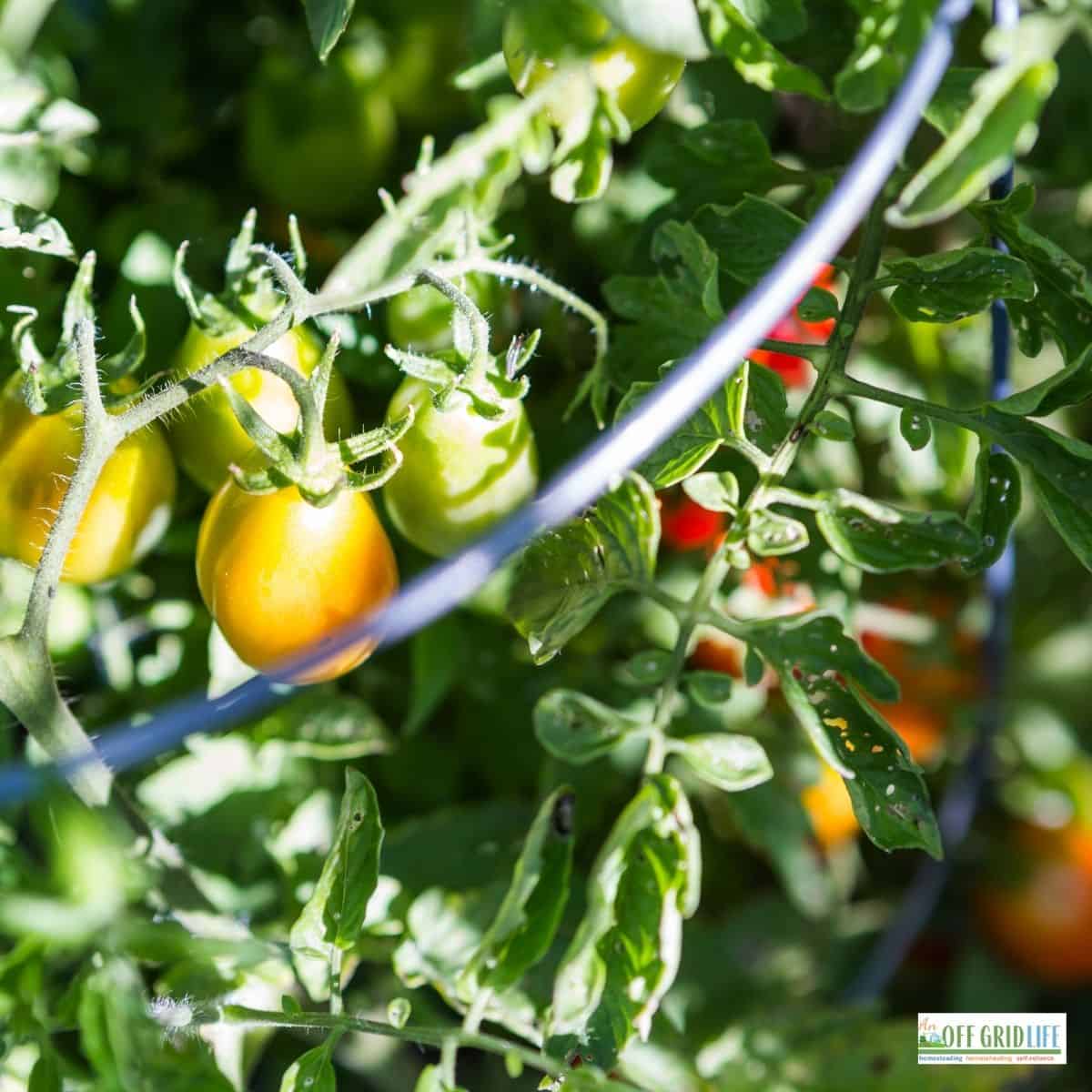 yellow, green and red small tomatoes on the vine surrounded by green leaves