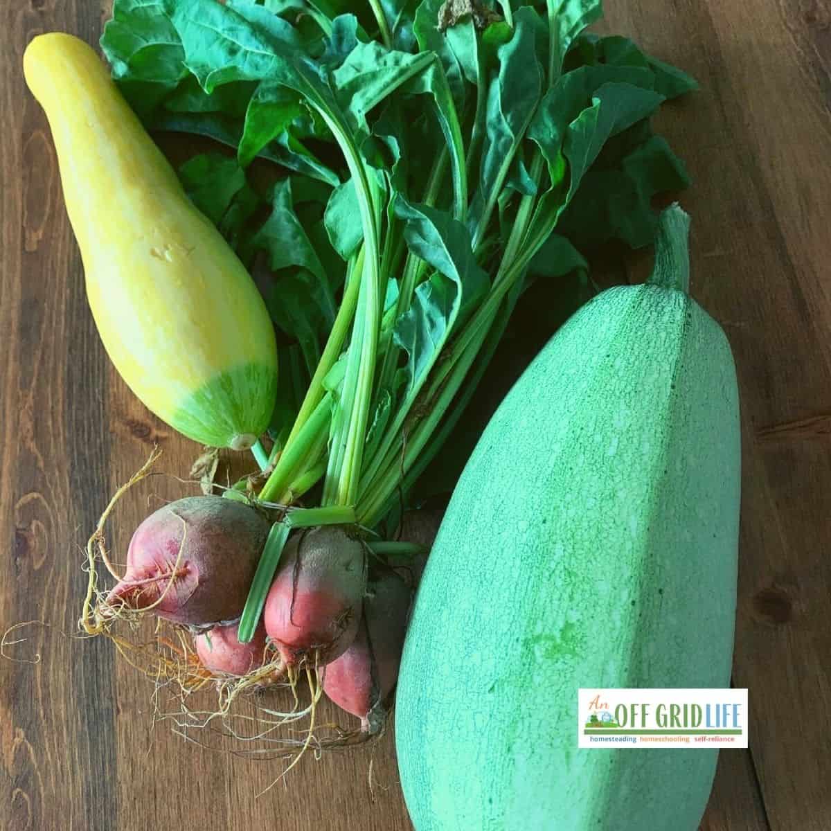 Radishes and squash on a wooden table.