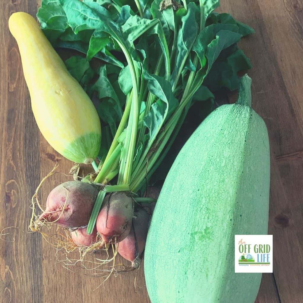 Harvest vegetables on wooden tabletop.