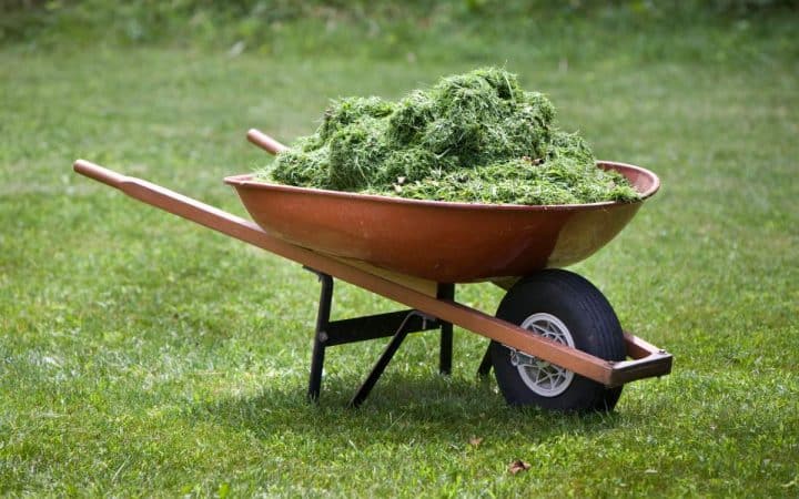 A wheelbarrow filled with grass clippings is positioned on a lawn.