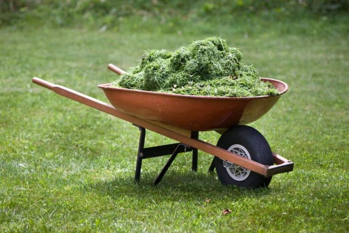 A wheelbarrow filled with grass clippings is positioned on a lawn.