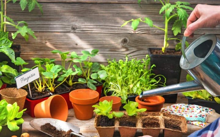 A person watering young plants and growing organic seeds on a table with gardening tools, pots, and seedlings visible against a wooden background.