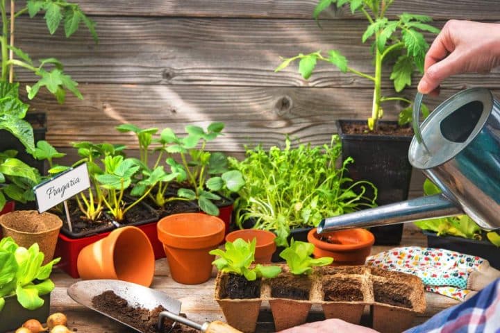 A person watering young plants and growing organic seeds on a table with gardening tools, pots, and seedlings visible against a wooden background.