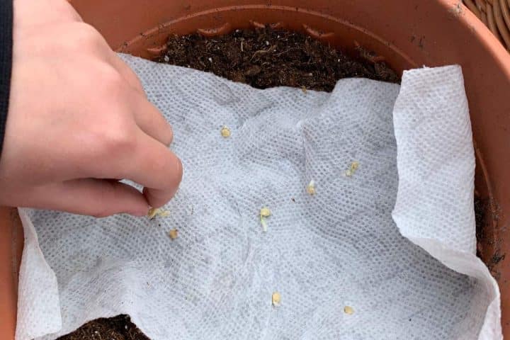 A person's hand placing organic seeds on a paper towel in a terra cotta pot filled with soil.