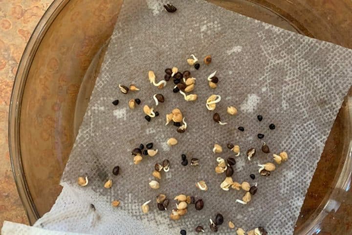 Growing organic seeds scattered on a damp paper towel inside a glass dish.