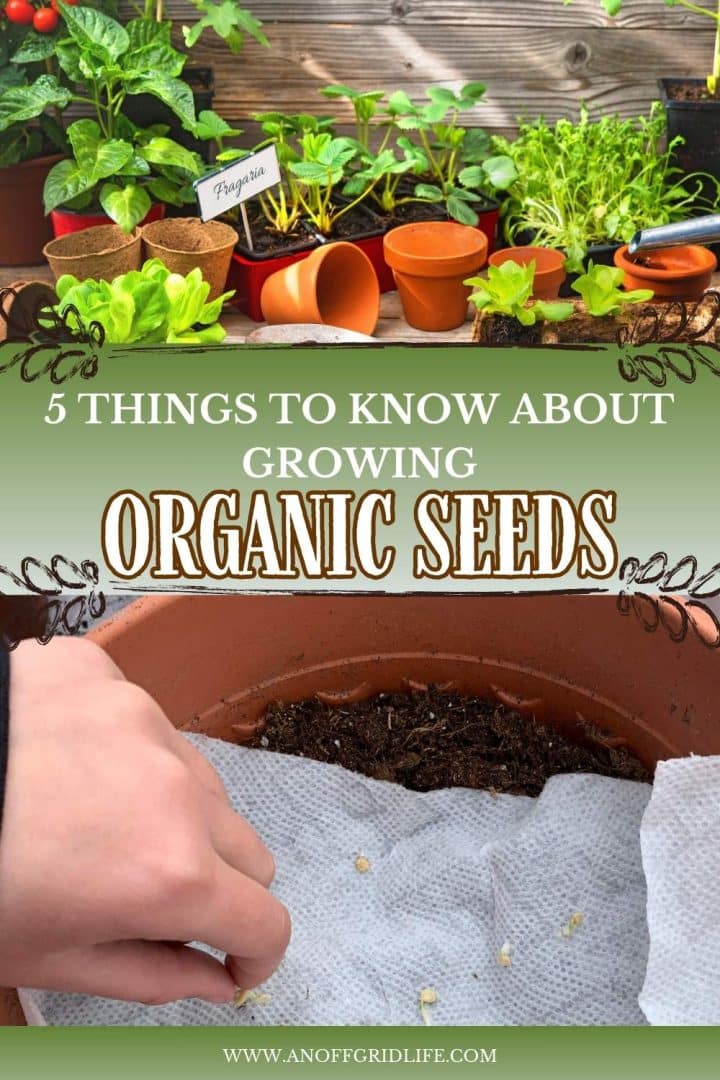 An infographic titled "5 Things to Know About Growing Organic Seeds" featuring images of plants, pots, and seeds on a wooden surface.