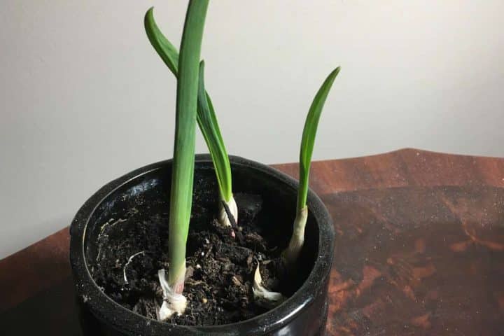Two garlic plants growing in a black pot on a wooden surface, with visible soil and shoots emerging from garlic cloves.