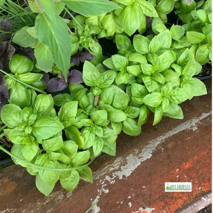 Growing herbs in containers for our backyard homestead